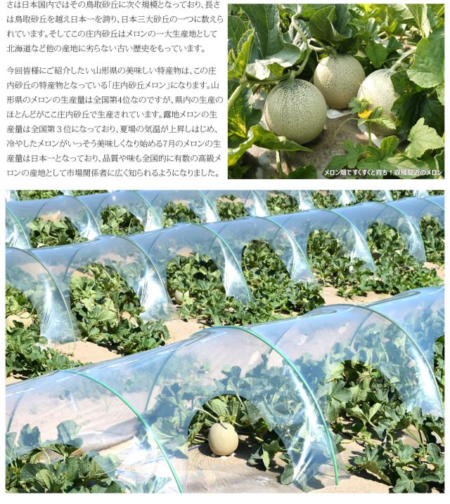 山形県産 砂丘メロン