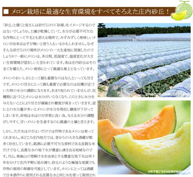 山形県産 砂丘メロン