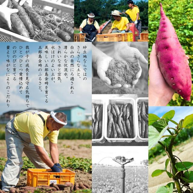 おいしい五郎島金時を育てる