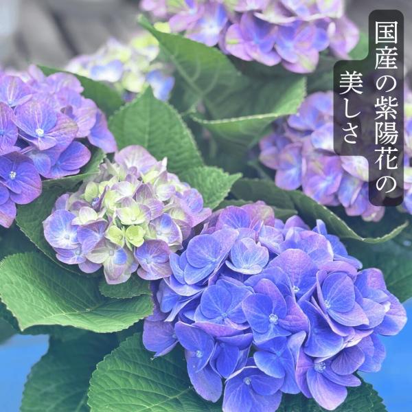 紫陽花 アート 花 デザイン 梅雨 インテリア