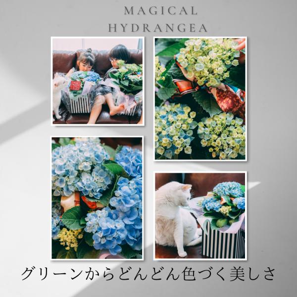 紫陽花 花 アート インテリア 梅雨 デザイン