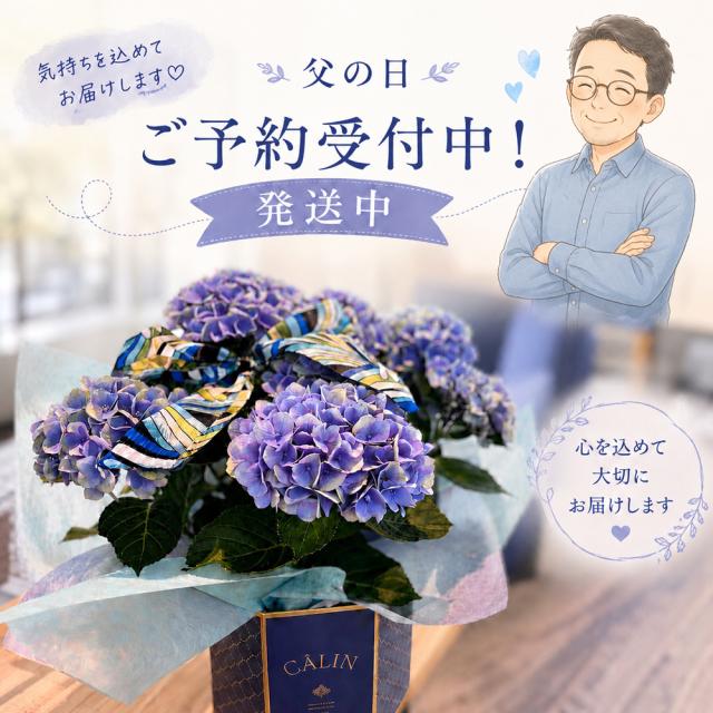 紫陽花 あじさい
