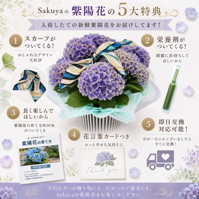紫陽花 あじさい