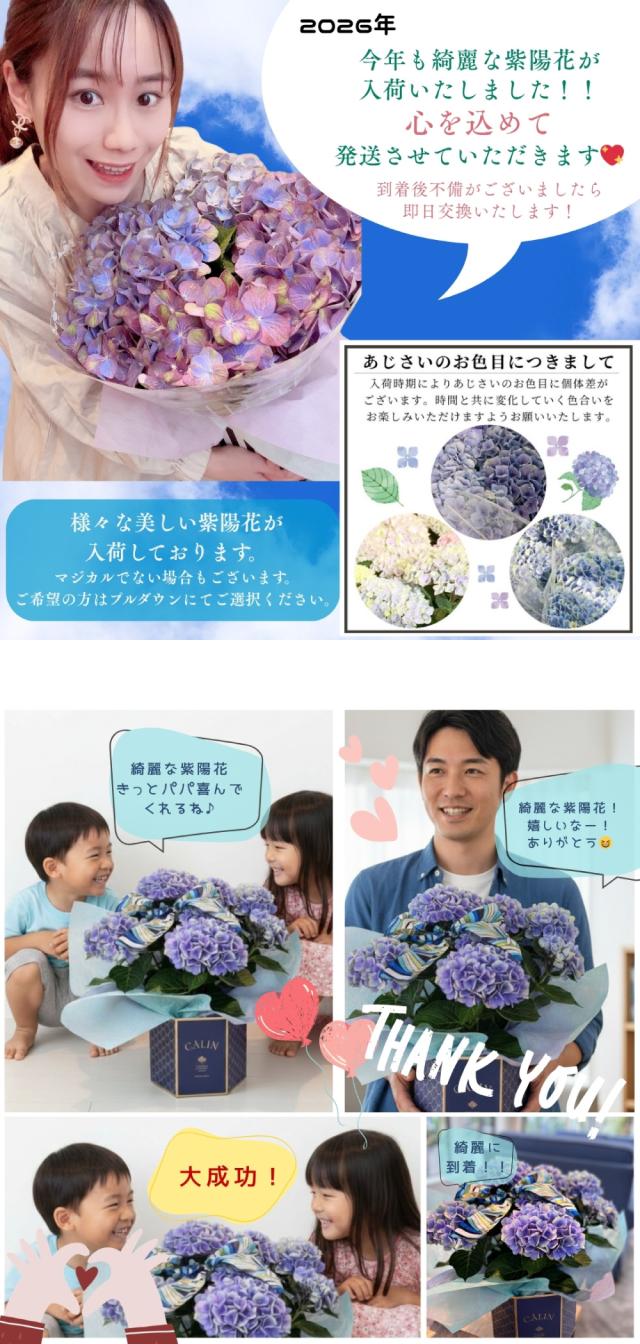 紫陽花 あじさい