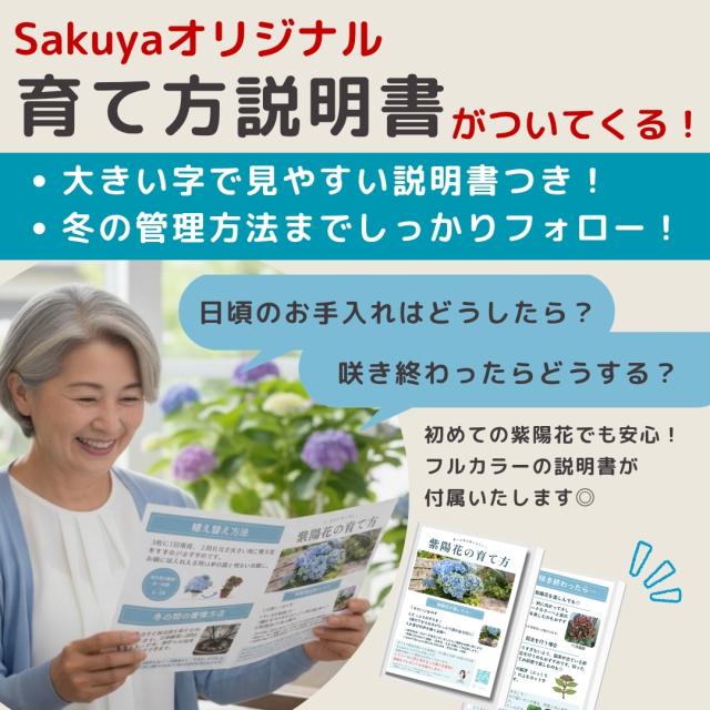 あじさい