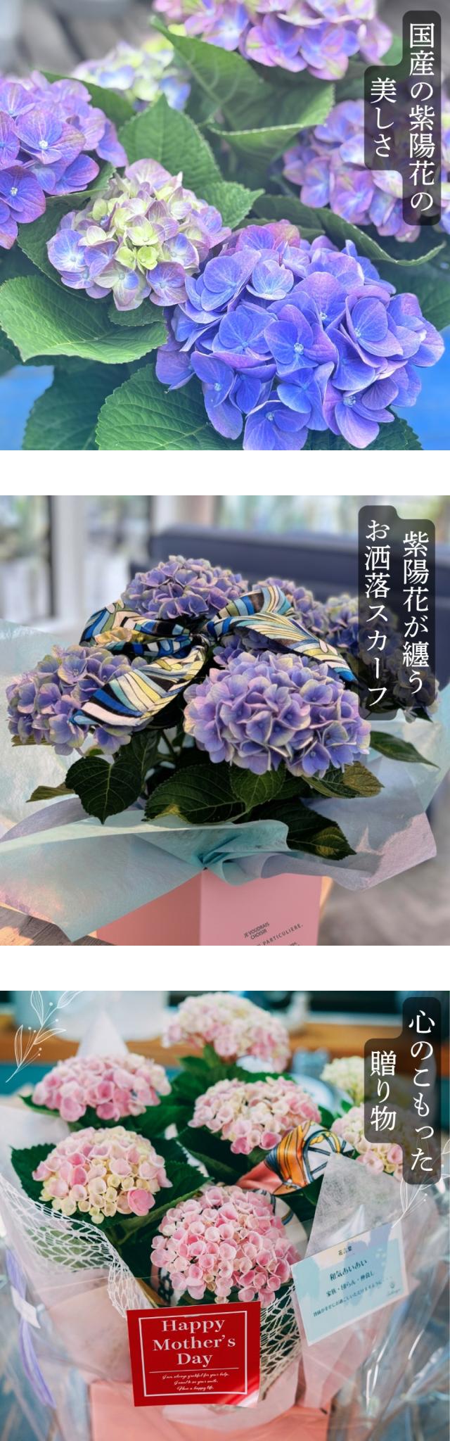紫陽花 あじさい