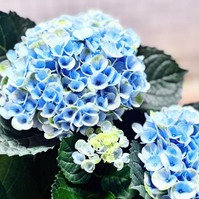 紫陽花 あじさい