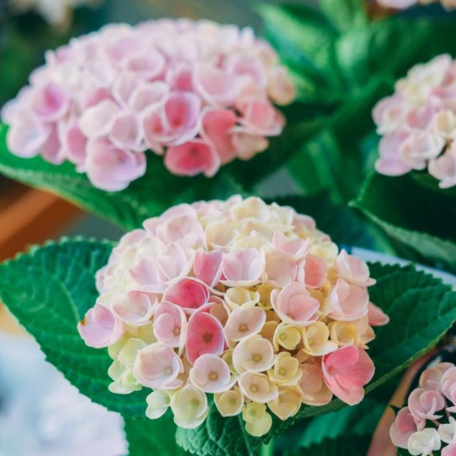 紫陽花 あじさい