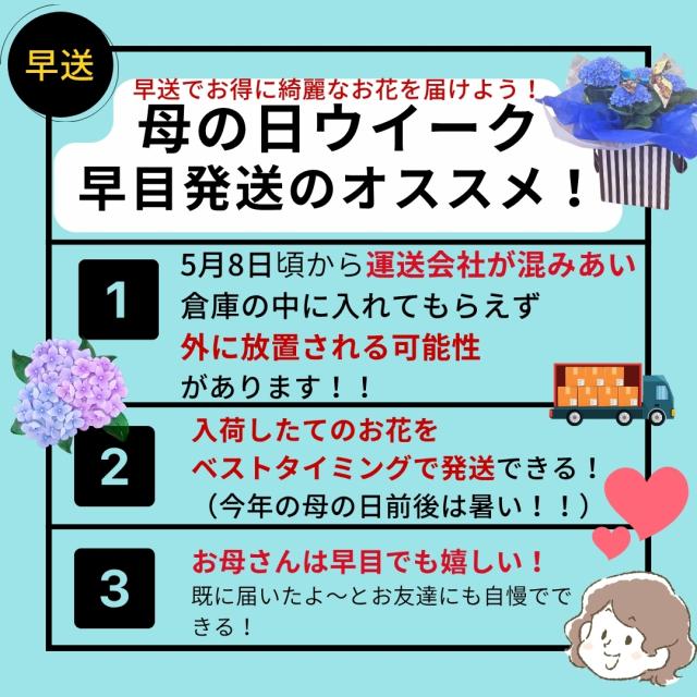 紫陽花 早め 開花 花 季節 梅雨