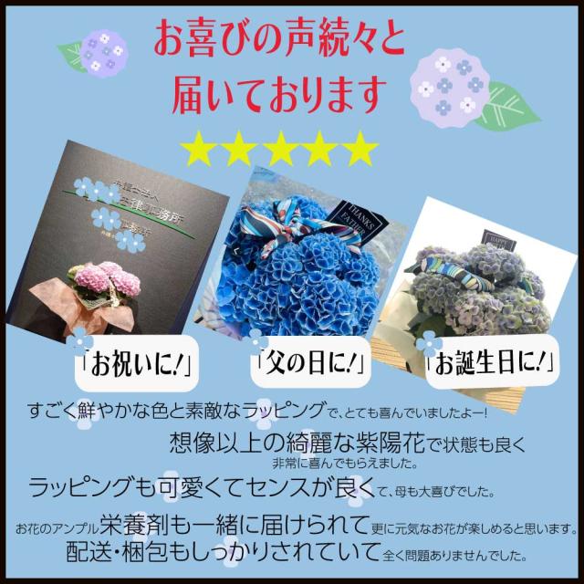 紫陽花 あじさい