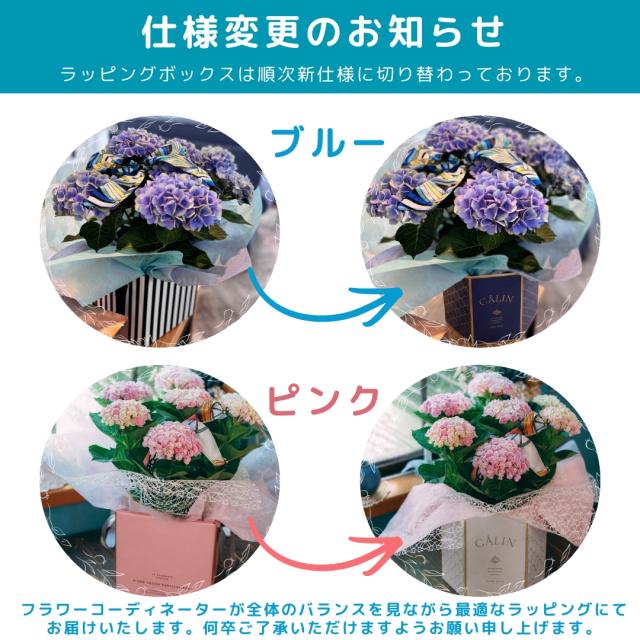 紫陽花 あじさい