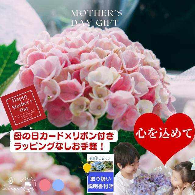 あじさい
