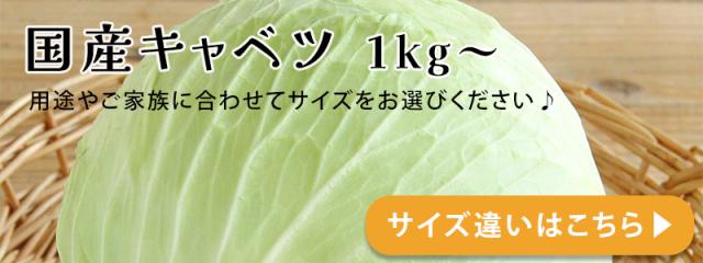 キャベツ