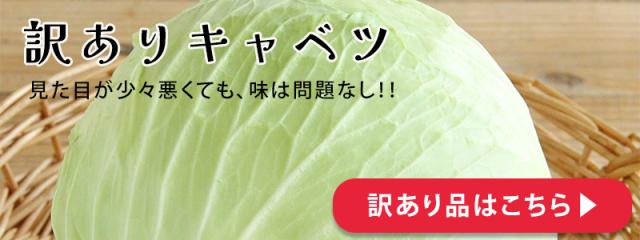 訳ありキャベツ