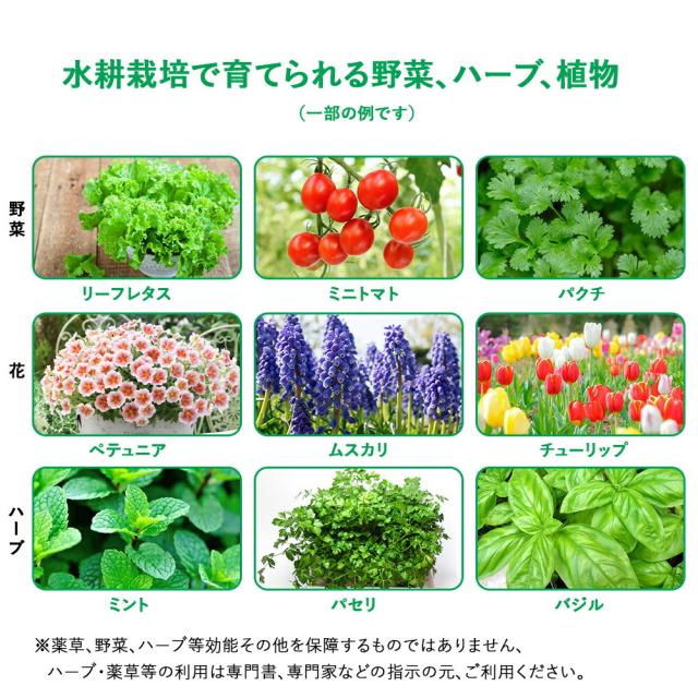 楽しく、育つ仕組みを観察体験 自由研究 親子で楽しむお家時間 植物育成 室内 室内水耕栽培システム