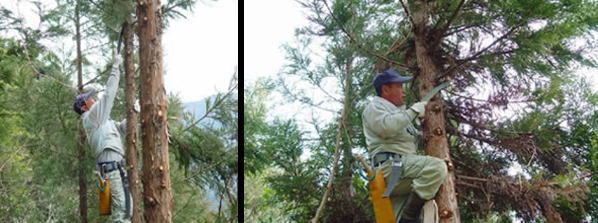 高枝きりノコギリ