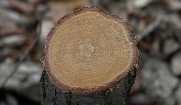 高枝きりノコギリ