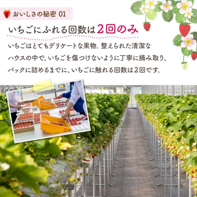 さぬきひめ みらいいちご 香川県