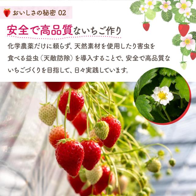 さぬきひめ みらいいちご 香川県