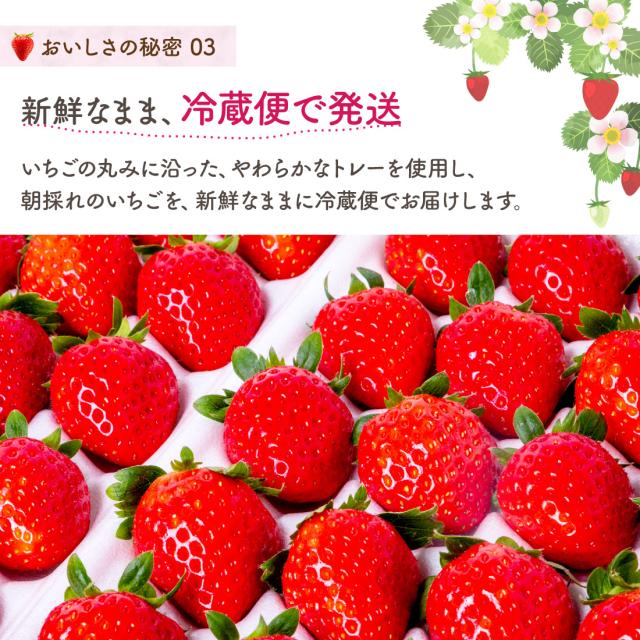 さぬきひめ みらいいちご 香川県