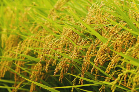 コシヒカリ稲穂