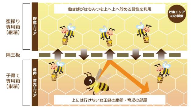 あかしあスティックハニー
