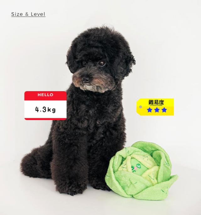 犬 ノーズワーク  