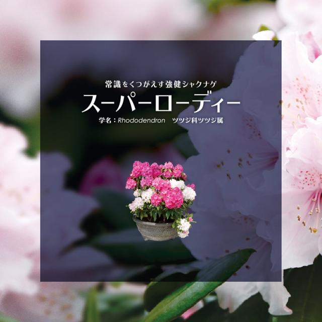 シャクナゲ　スーパーローディー