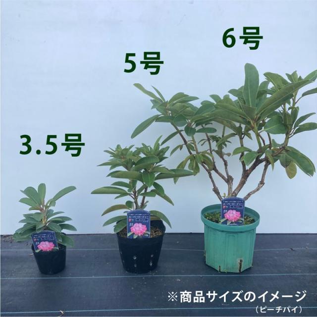 現状写真