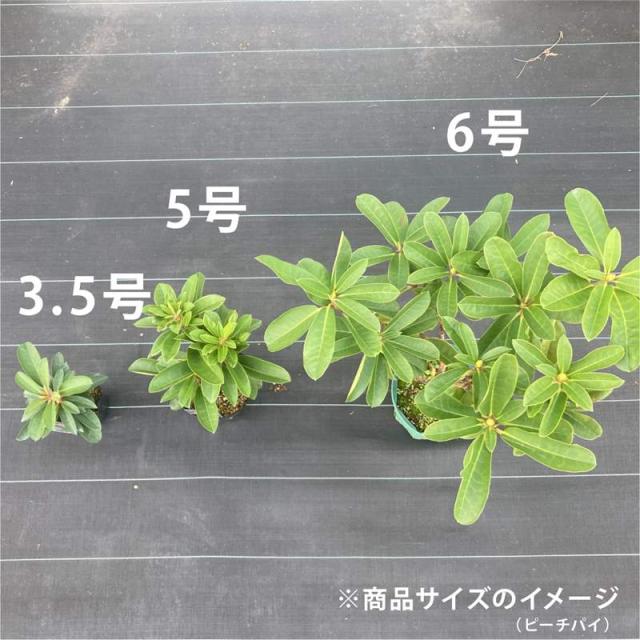 現状写真
