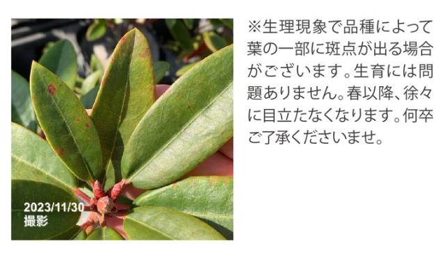 現状写真
