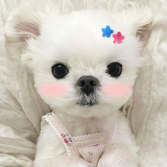 ヘアピン キッズ 犬 猫 10個 ペットヘアピン ペットヘアクリップ