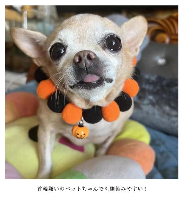 ハロウィン(ブラック)わんちゃん猫ちゃん用襟つき首輪 DSC00225_e3a273e8-4348-4ecd-