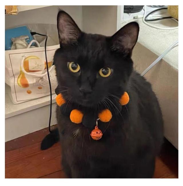 ハロウィンゴスロリ(ブラック)わんちゃん猫ちゃん用首輪 楽天市場 | 猫用品のゴロにゃん 楽天市場店 - 猫の首輪や猫服