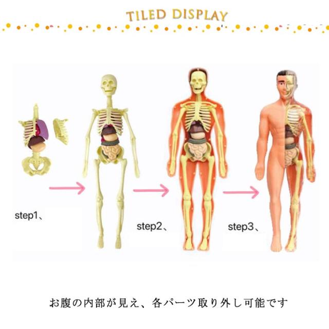 ミニ内臓人体模型 28.5cm 内臓模型 標本 お腹の見える人体模型 パーツ