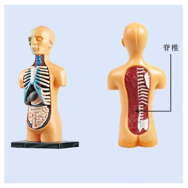 お歳暮 時期 ユニセックス人体模型 お腹の見える人体模型46cm