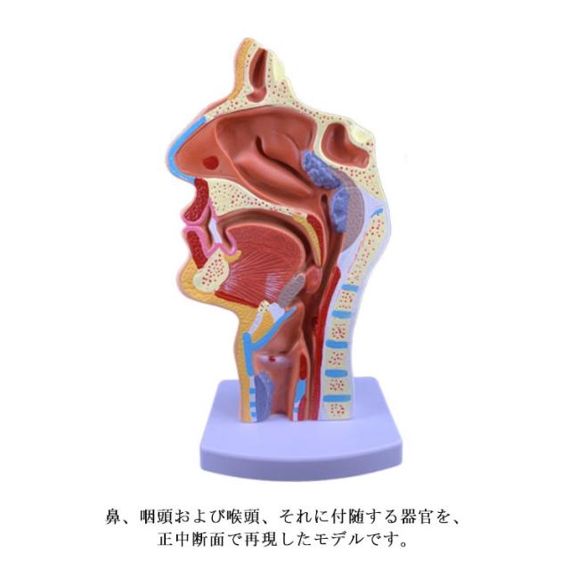 人体模型 鼻 口 咽頭 喉頭部 正中断面模型 実物大 人体 模型 PVC（塩化