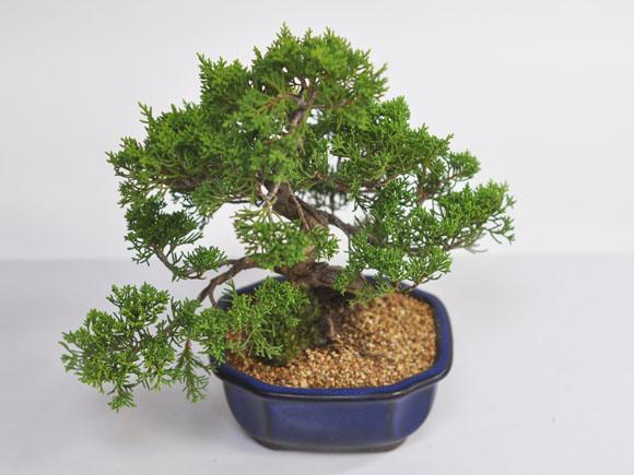 特選真柏の盆栽【ジン