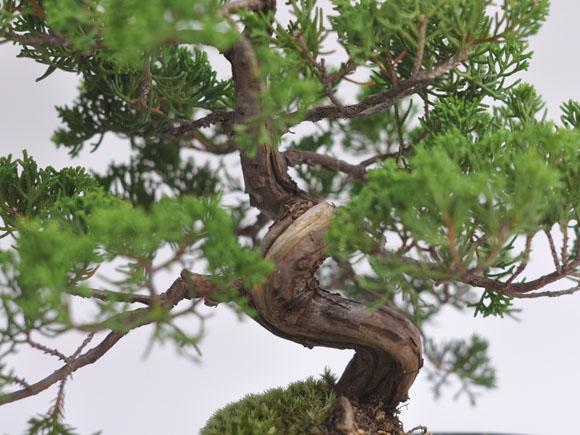 特選真柏の盆栽【ジン