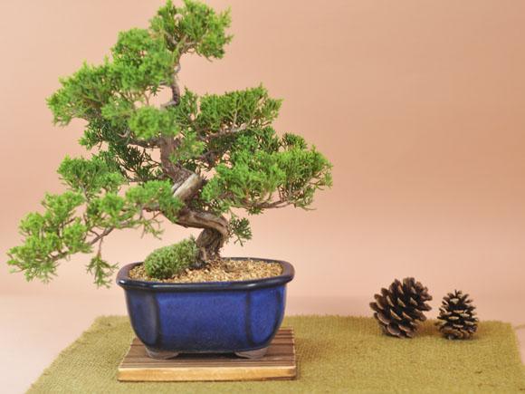 特選真柏の盆栽【ジン