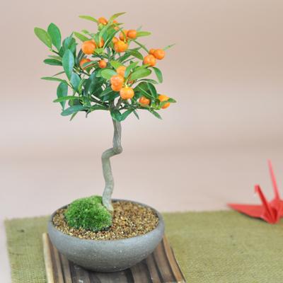 キンズ　かわいい実の