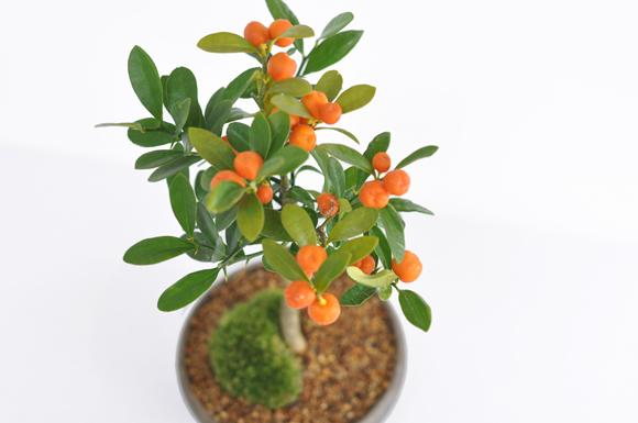 キンズ　かわいい実の