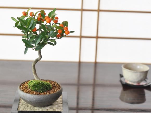 キンズ　かわいい実の