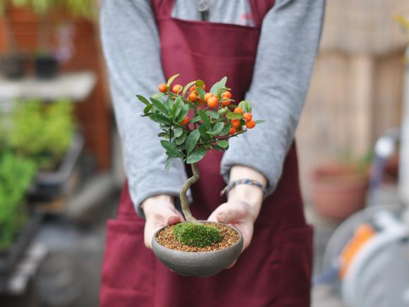 キンズ　かわいい実の
