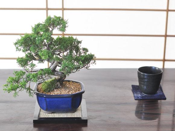 特選真柏の盆栽【ジン
