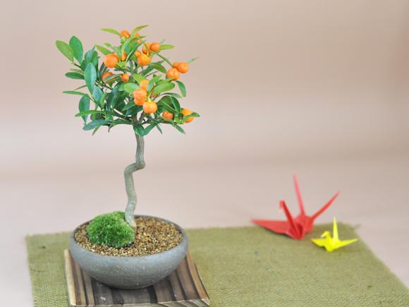 キンズ　かわいい実の