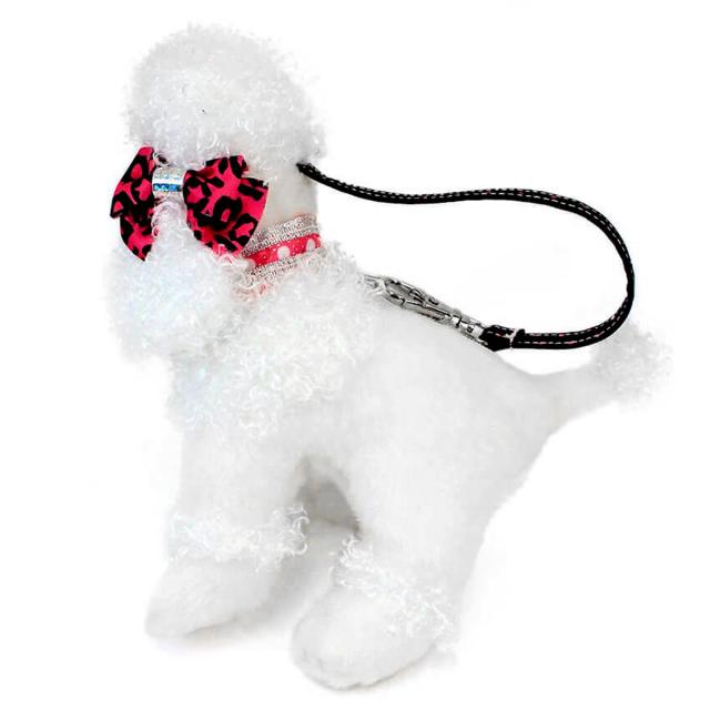 ナッツ＆ジュール プードル