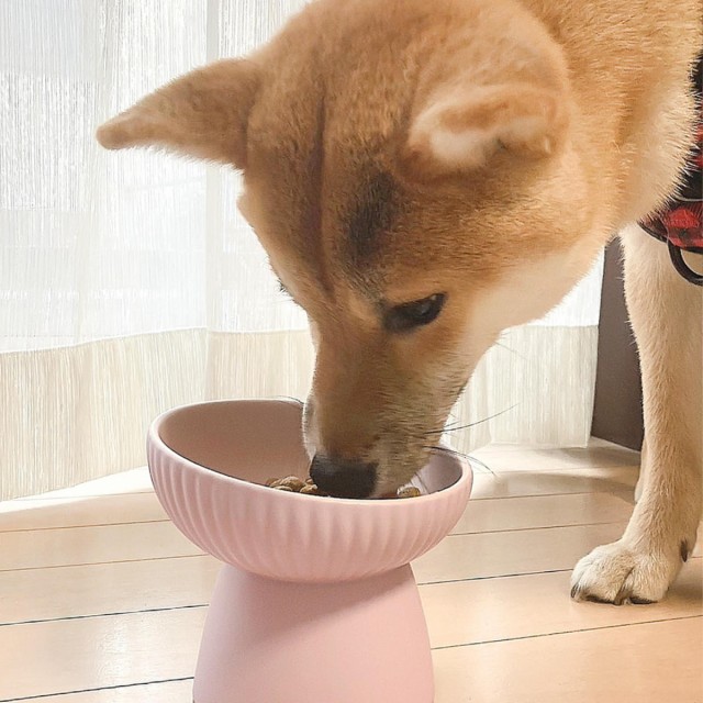 フードボウル 犬 猫 高さがある 陶器 ペット （ 食器 陶器製 エサ皿 餌