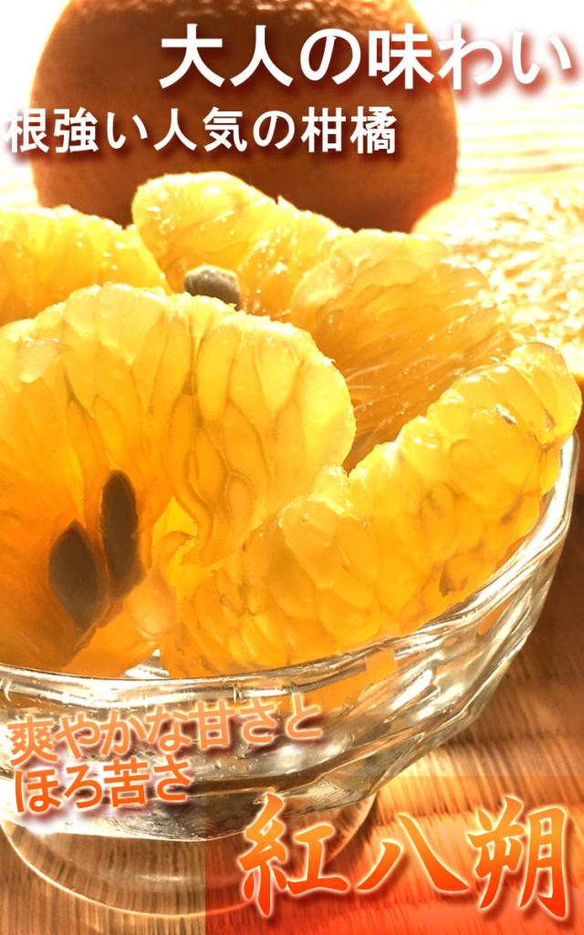 紅八朔 通販