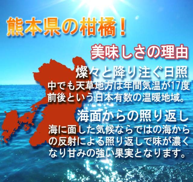 紅八朔 送料無料